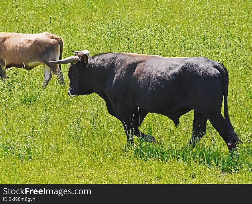 Cattle Like Mammal, Grassland, Grazing, Pasture