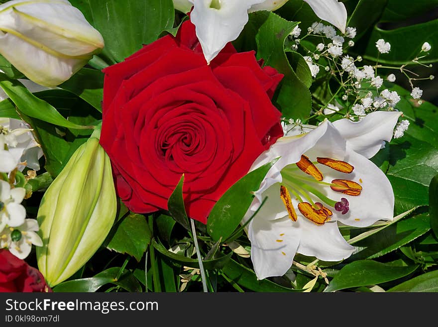 Flower, Plant, Flowering Plant, Rose Family