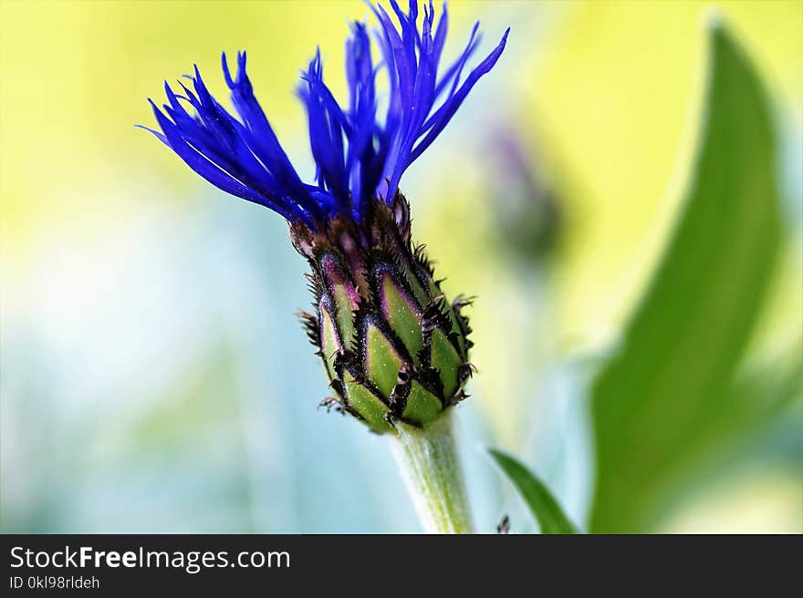 Flora, Flower, Plant, Close Up