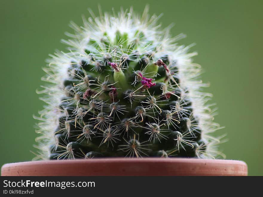 Plant, Cactus, Thorns Spines And Prickles, Flowering Plant