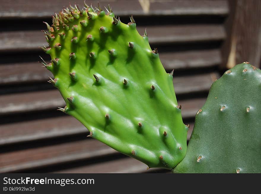 Cactus, Nopal, Eastern Prickly Pear, Thorns Spines And Prickles