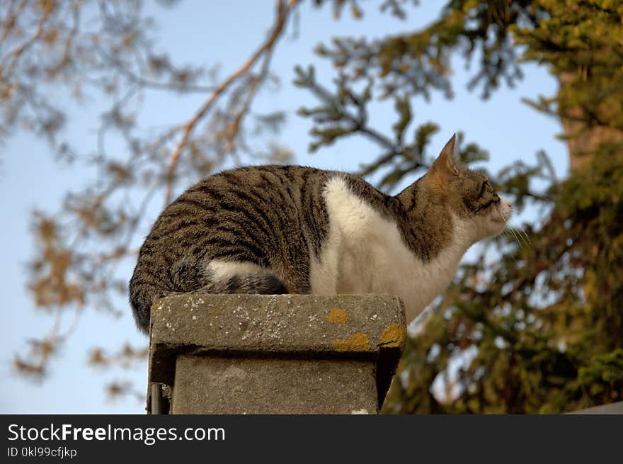 Fauna, Mammal, Tree, Cat