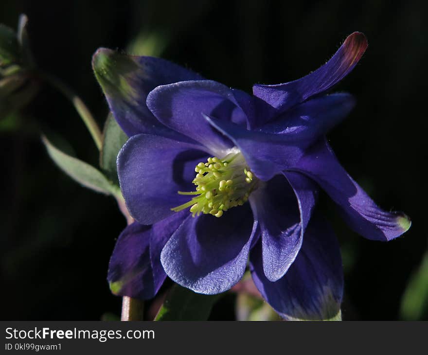 Flower, Blue, Plant, Flora