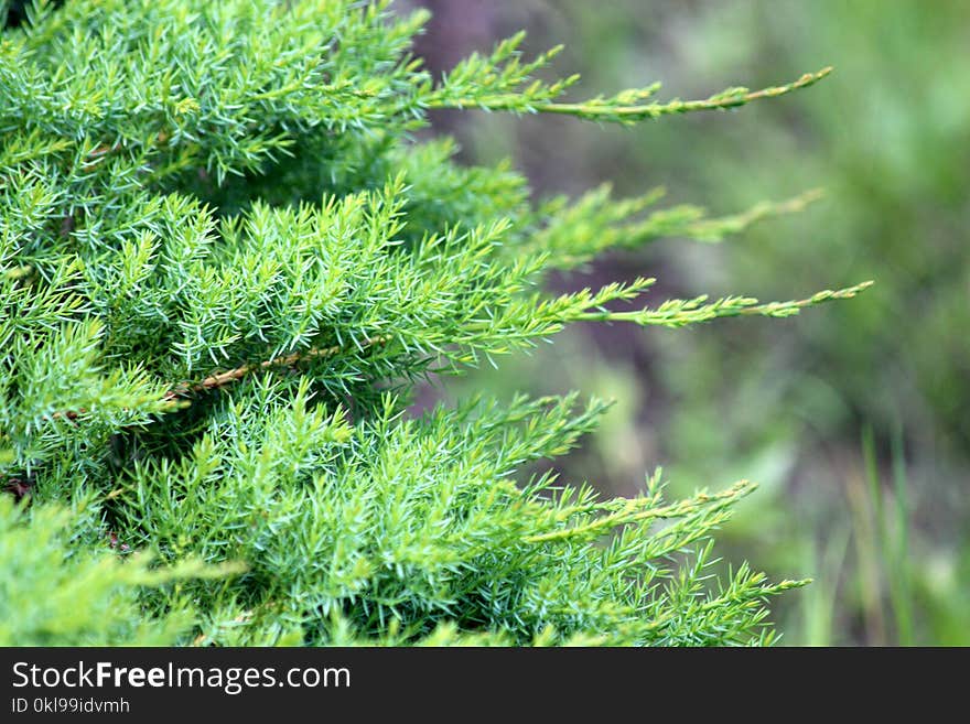 Tree, Vegetation, Plant, Conifer