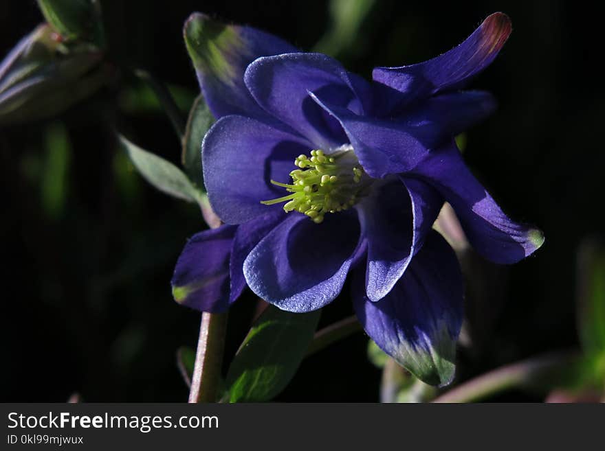 Flower, Plant, Flowering Plant, Violet