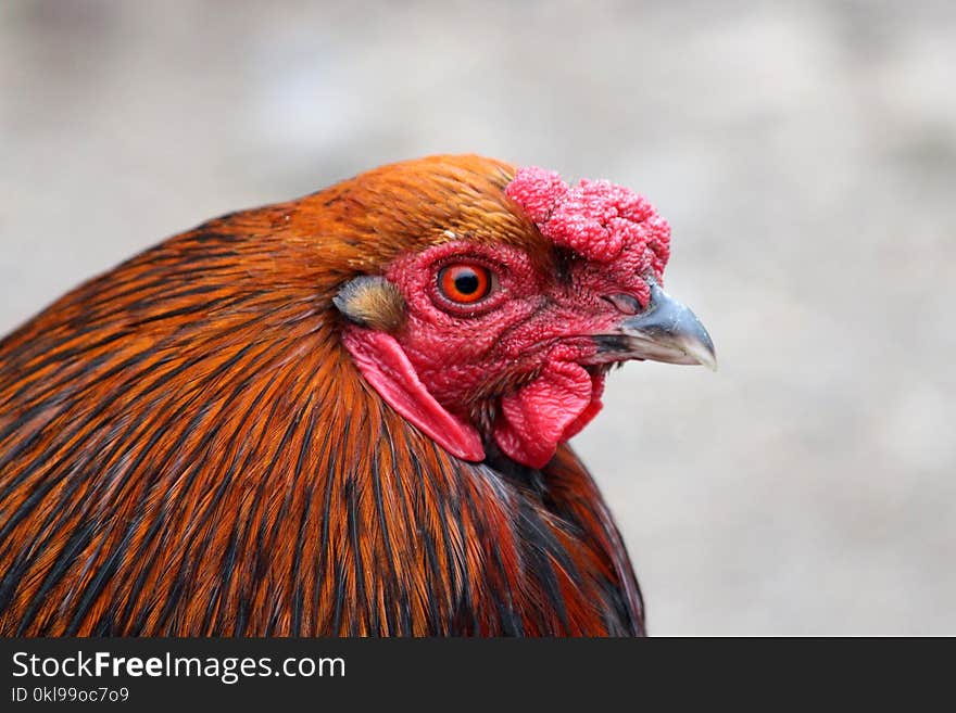 Chicken, Red, Beak, Bird