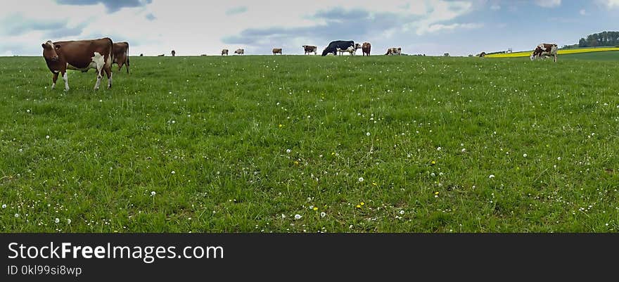 Grassland, Pasture, Grazing, Field