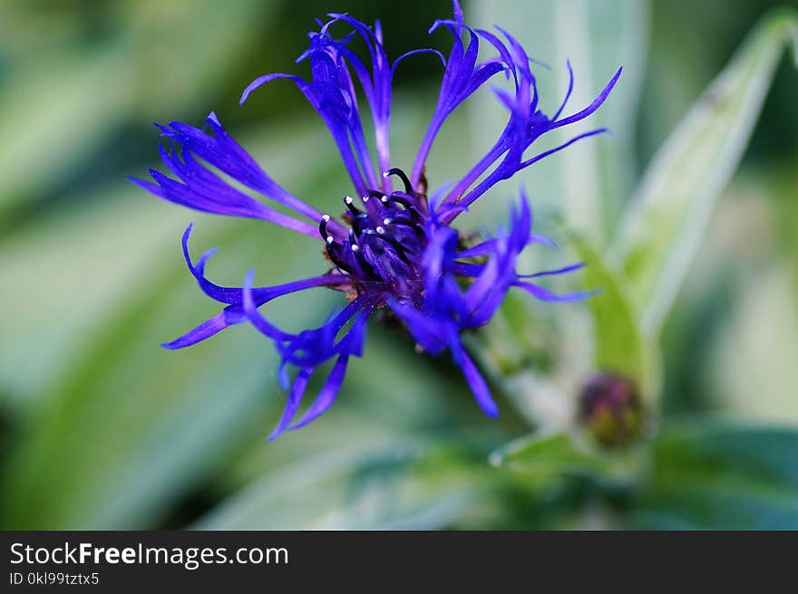 Flower, Flora, Plant, Purple