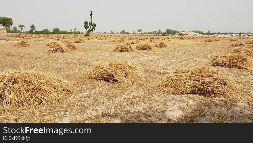 Hay, Straw, Crop, Grass Family