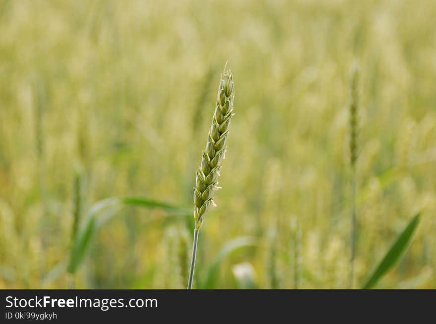 Field, Crop, Food Grain, Grass Family