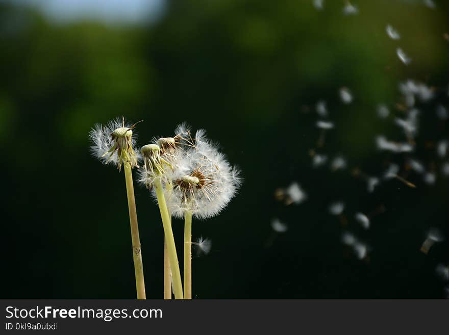 Dandelion, Close Up, Flower, Pollen