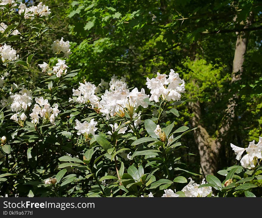 Plant, Flower, Flowering Plant, Flora