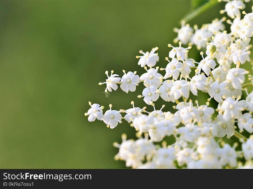 Flower, Spring, Plant, Flowering Plant