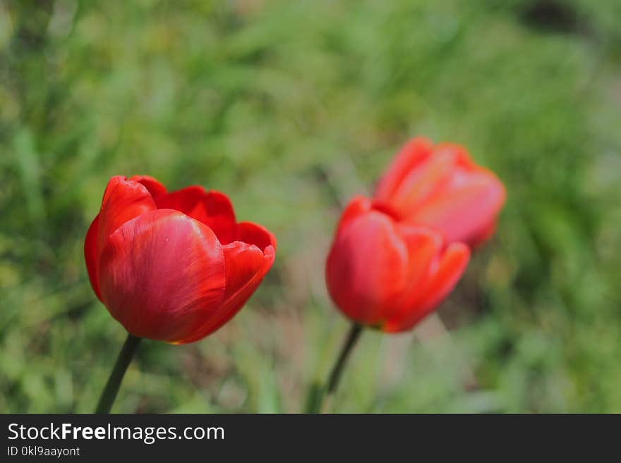 Flower, Plant, Tulip, Flowering Plant