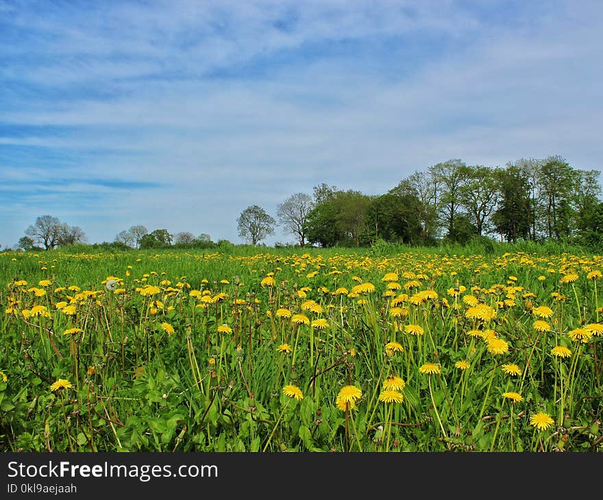 Meadow, Grassland, Ecosystem, Prairie