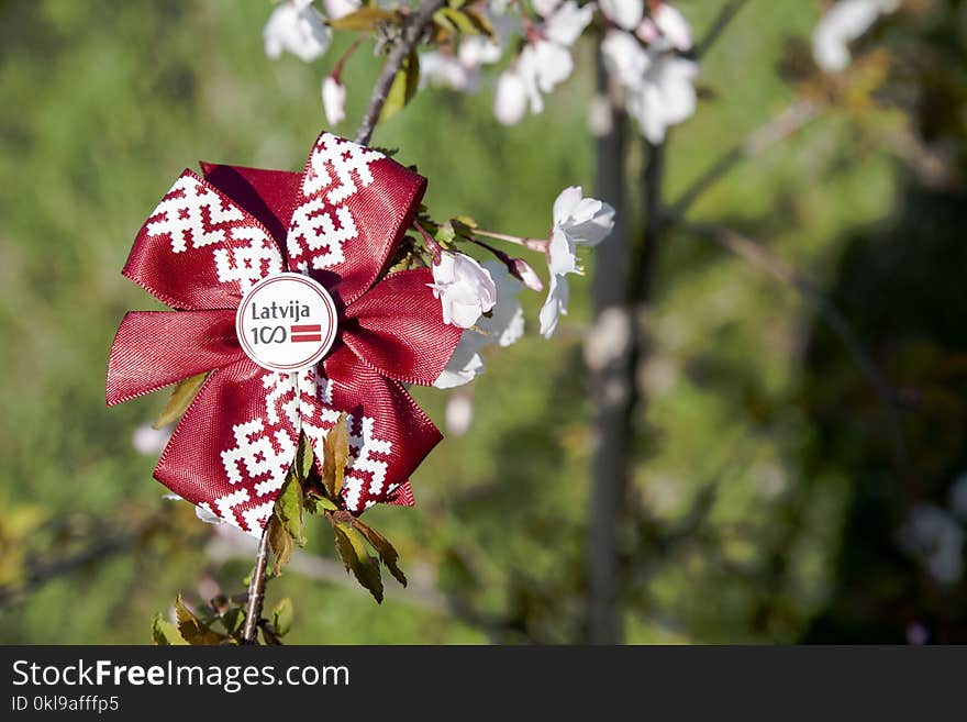 Flora, Pink, Flower, Plant