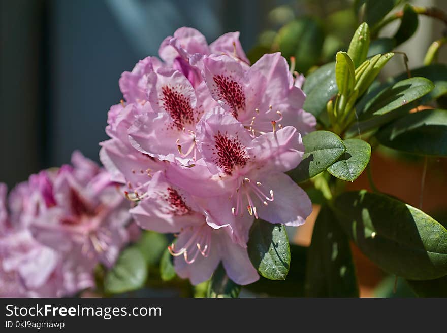 Flower, Plant, Flora, Woody Plant