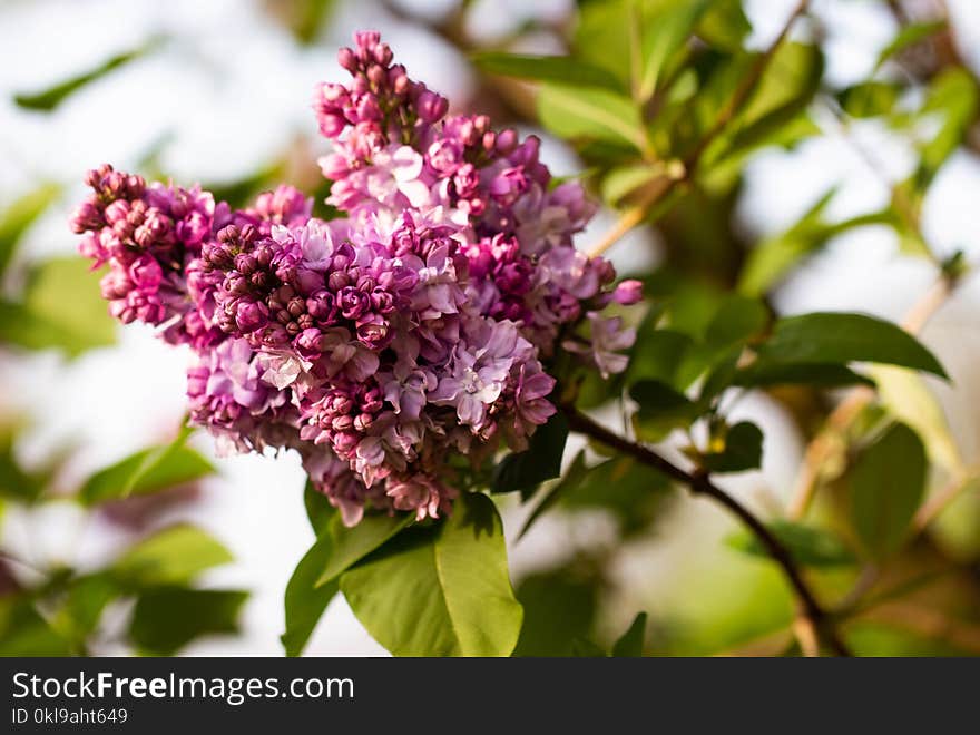 Flower, Plant, Lilac, Flowering Plant