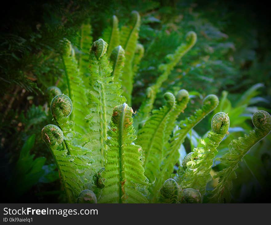 Vegetation, Ferns And Horsetails, Seaweed, Organism