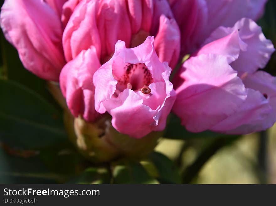 Flower, Plant, Pink, Flowering Plant