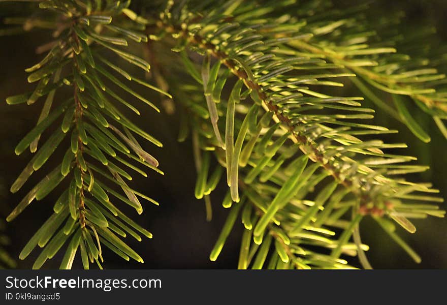 Branch, Pine Family, Tree, Spruce