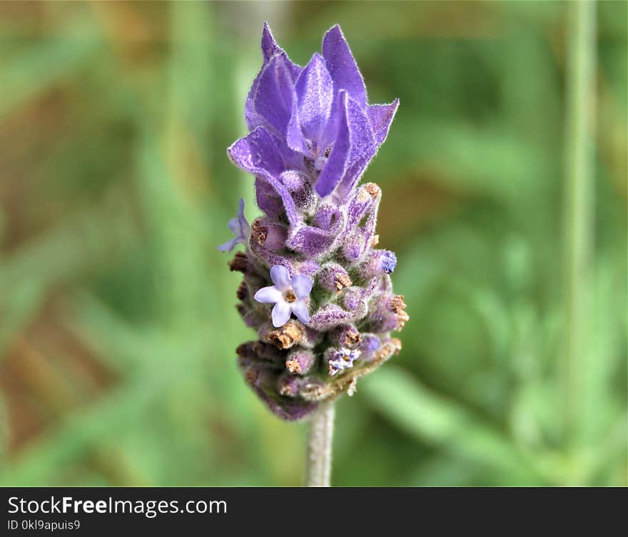 Flower, Plant, English Lavender, Flora