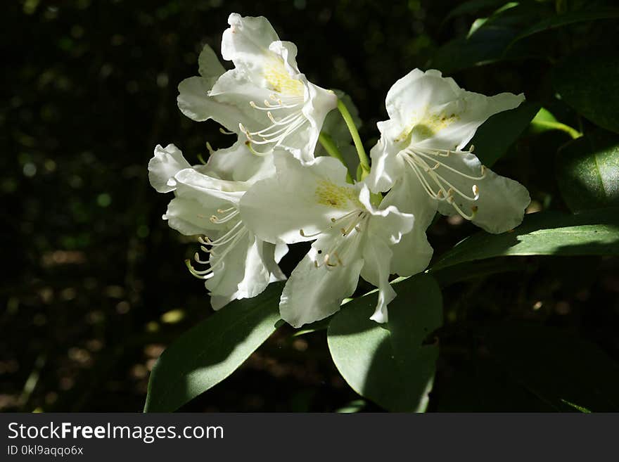 Plant, Flower, White, Flora