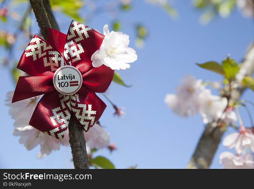 Blossom, Branch, Flower, Spring