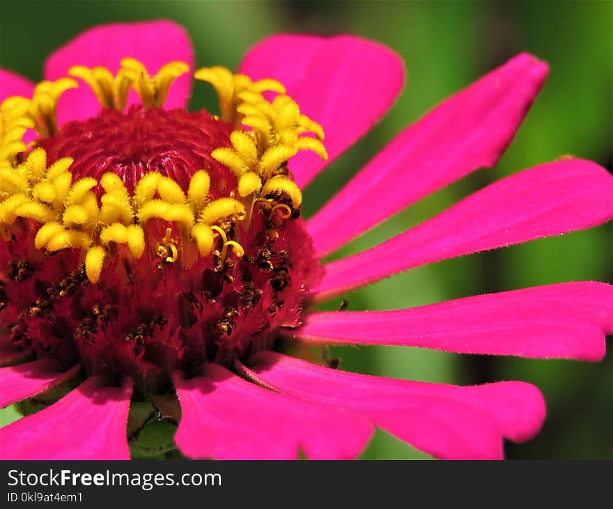 Flower, Nectar, Flora, Pollen