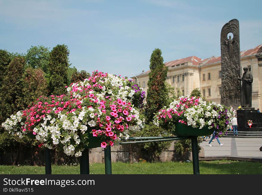 Flower, Plant, Flowering Plant, Flora