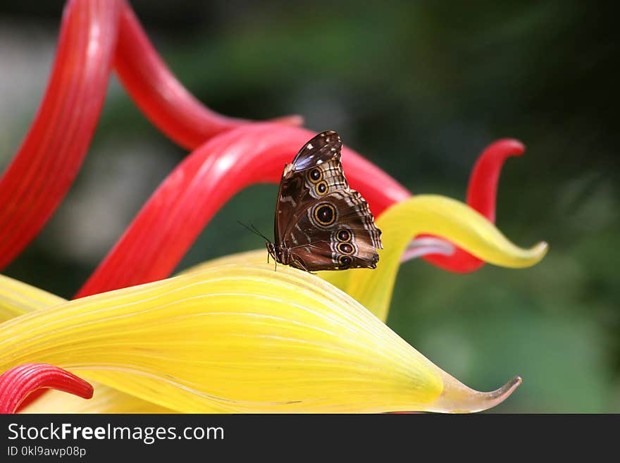 Flower, Insect, Flora, Macro Photography