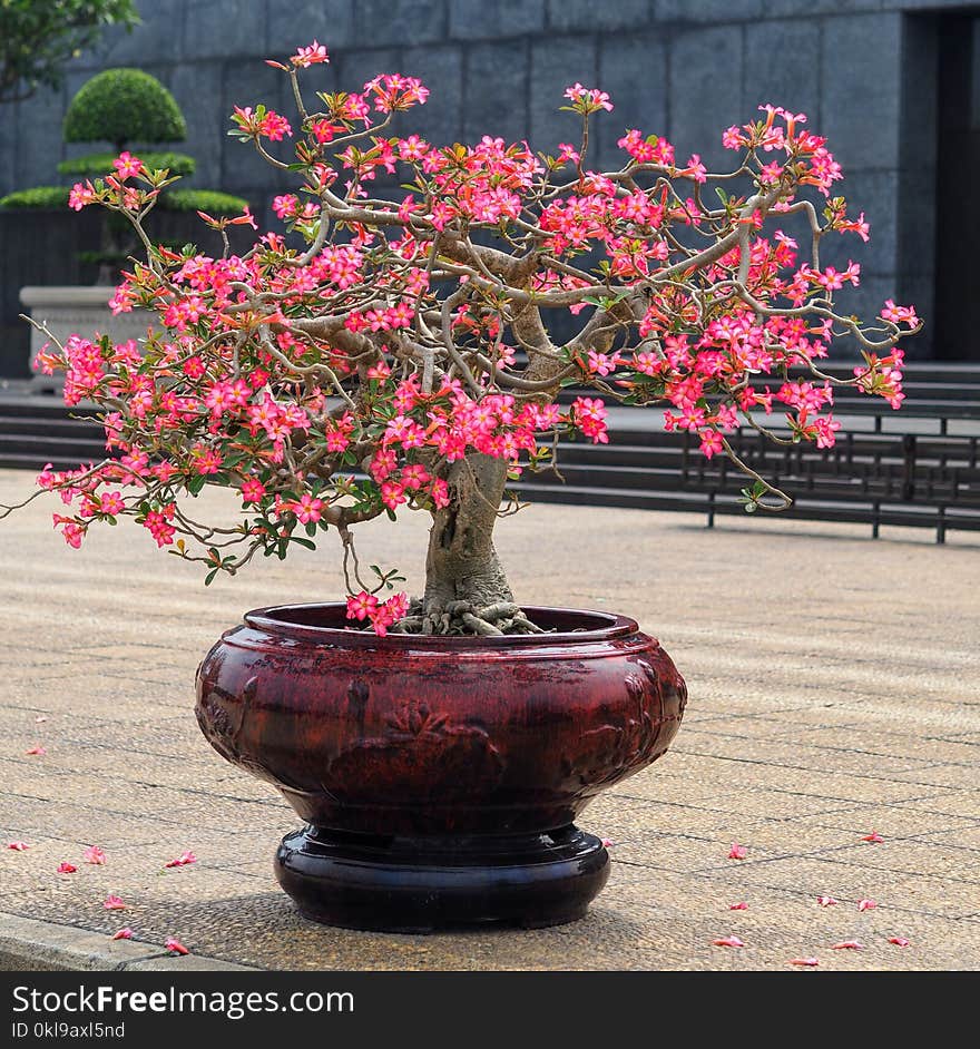 Plant, Flower, Houseplant, Flowerpot