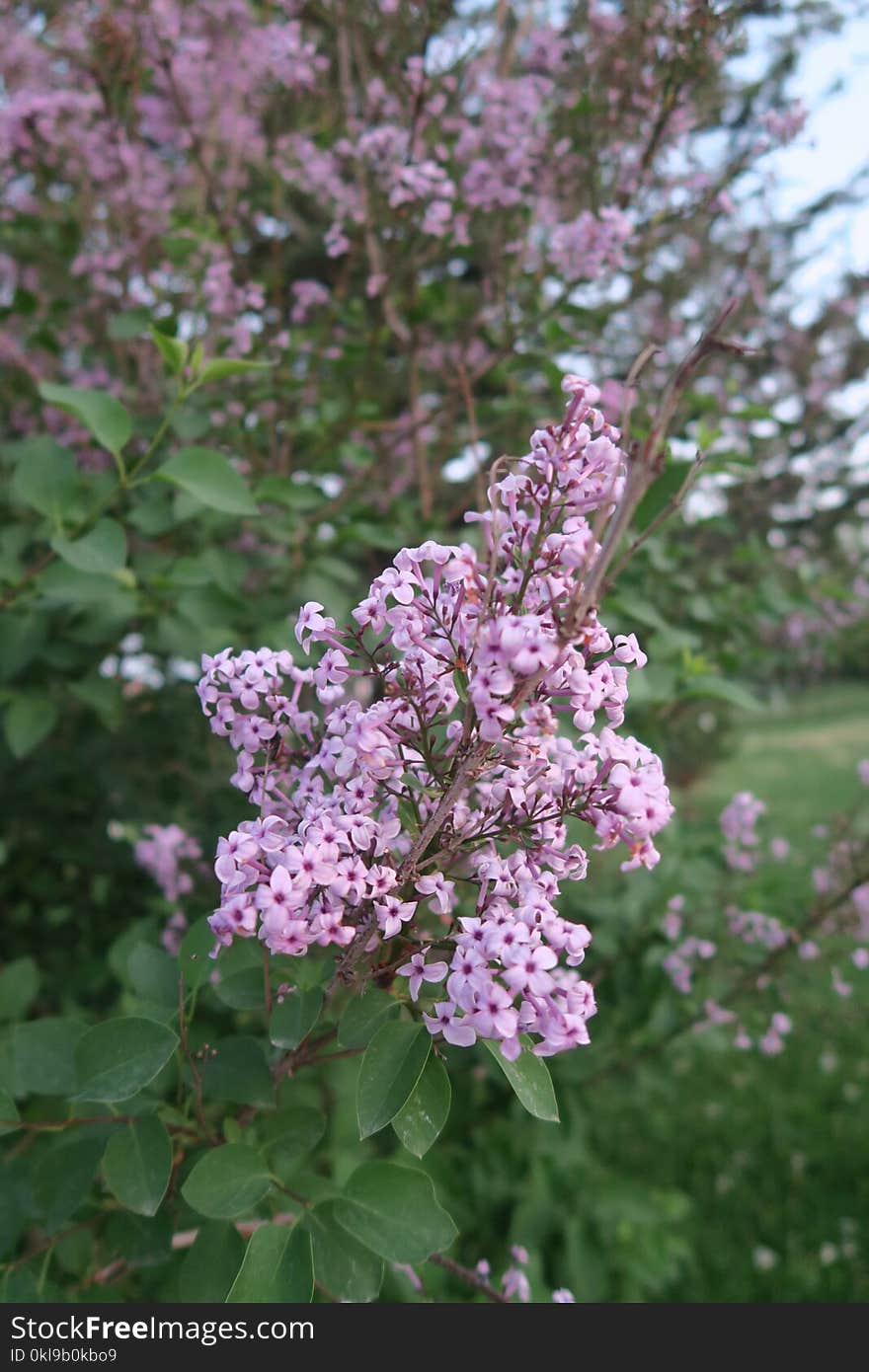 Flower, Plant, Lilac, Flowering Plant