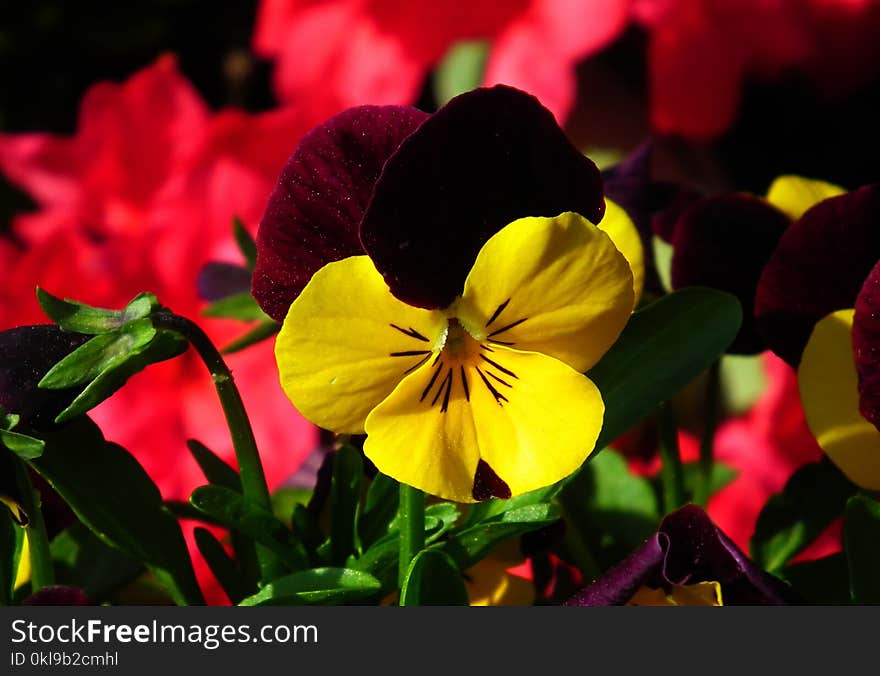 Flower, Yellow, Plant, Flora