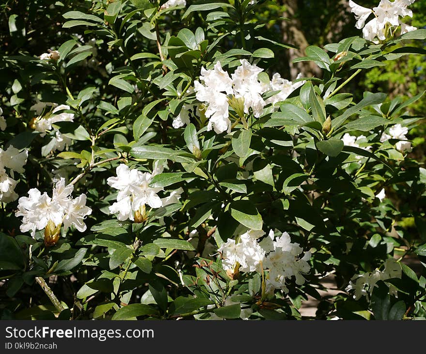 Plant, Flower, Flowering Plant, Shrub