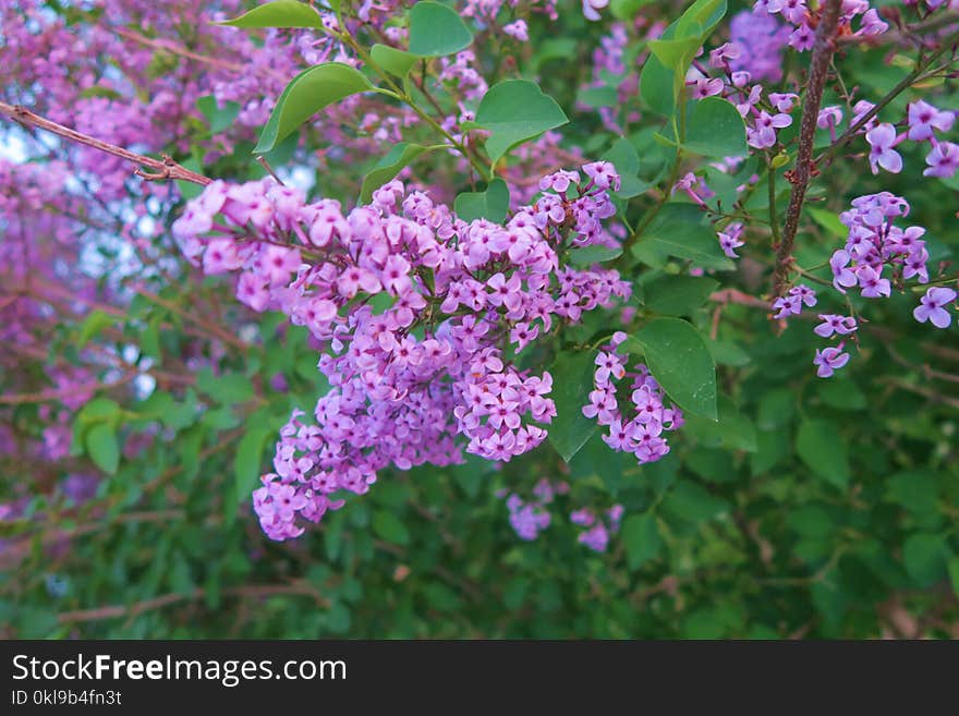 Plant, Flower, Lilac, Flowering Plant