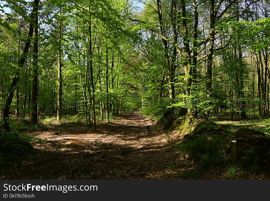 Woodland, Ecosystem, Forest, Vegetation