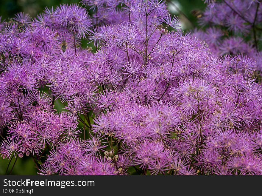 Plant, Purple, Flower, Flora