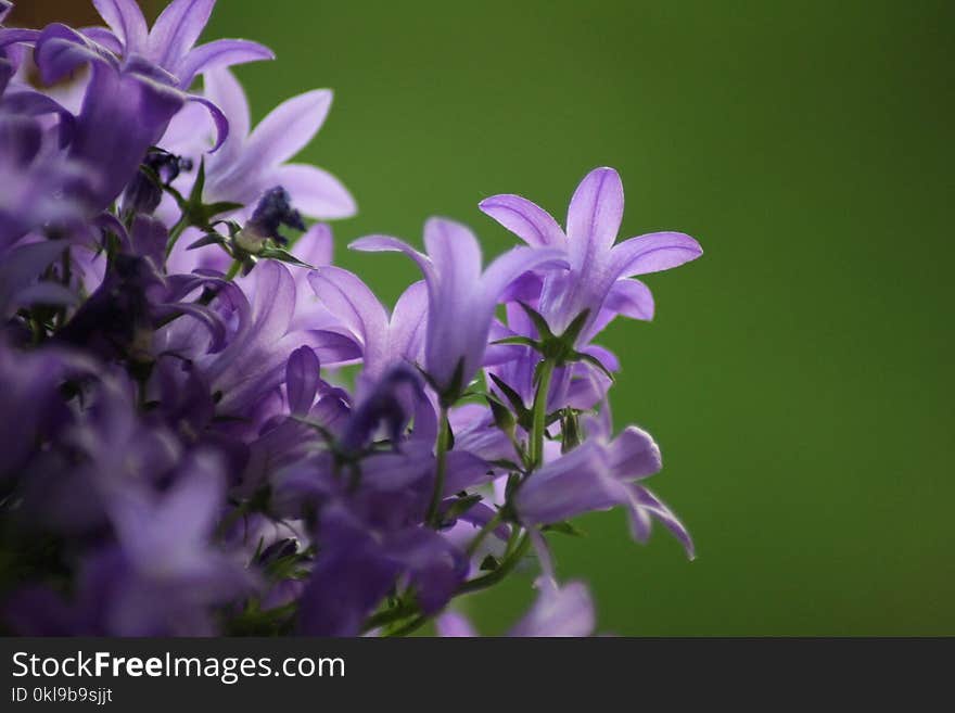 Flower, Plant, Flora, Purple