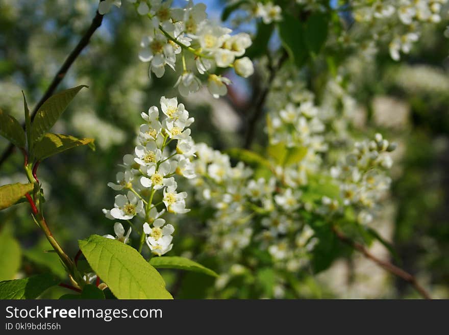 Branch, Blossom, Spring, Tree