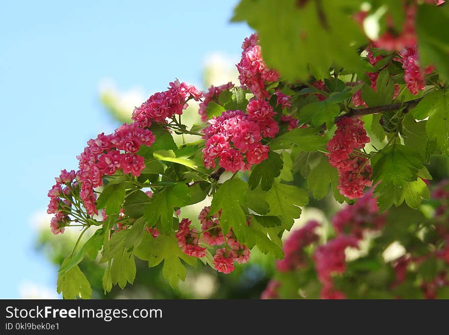 Flora, Plant, Flower, Hawthorn