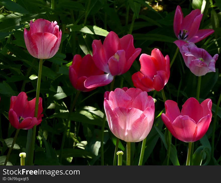 Flower, Plant, Flowering Plant, Tulip