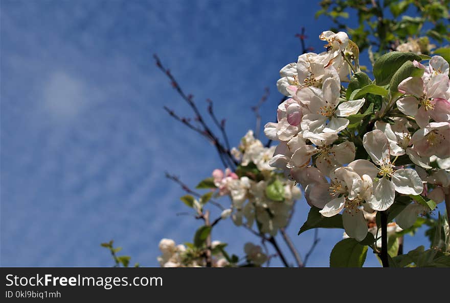 Blossom, Branch, Sky, Spring