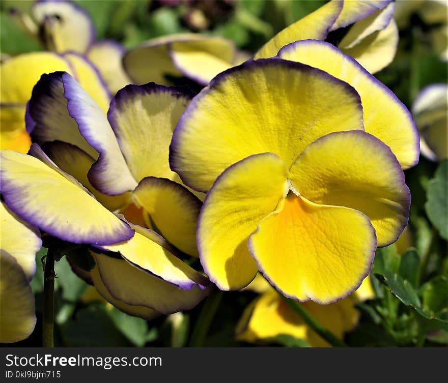 Flower, Yellow, Flora, Plant