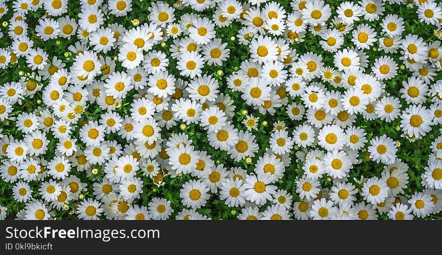 Flower, Chamaemelum Nobile, Oxeye Daisy, Plant