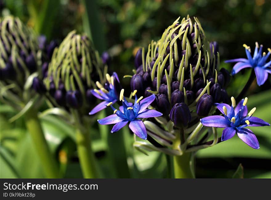 Flower, Blue, Plant, Flora