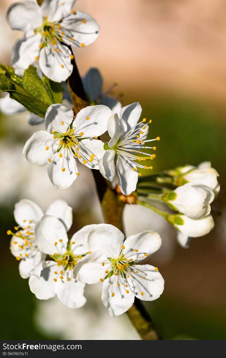 Flower, Blossom, White, Spring