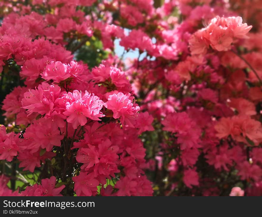 Flower, Pink, Plant, Flowering Plant