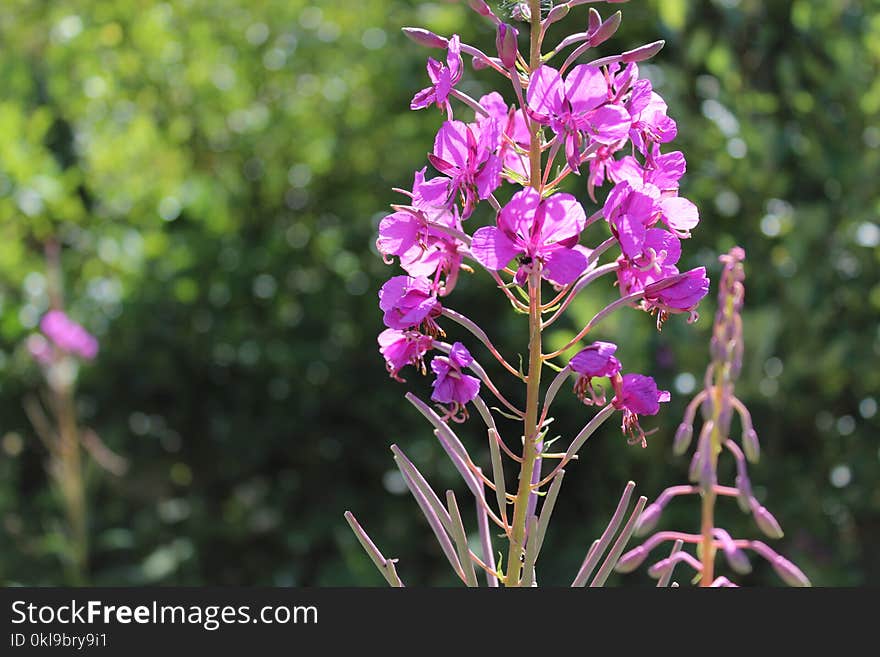 Flower, Plant, Flora, Pink