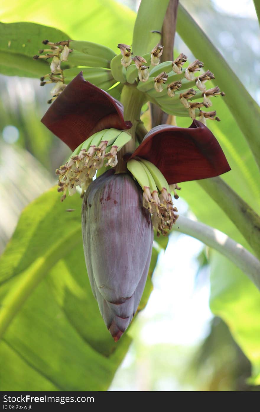 Plant, Flora, Leaf, Flower